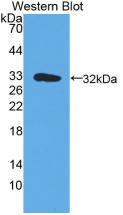 HLA-DRA Antibody - Western Blot; Sample: Recombinant protein.