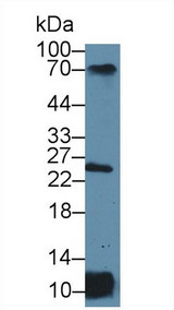 HLA-DRA Antibody - Western Blot; Sample: Human Raji cell lysate; Primary Ab: 3µg/ml Rabbit Anti-Human MHCDRa Antibody Second Ab: 0.2µg/mL HRP-Linked Caprine Anti-Rabbit IgG Polyclonal Antibody (Catalog: SAA544Rb19