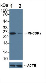 HLA-DRA Antibody - Knockout Varification: Lane 1: Wild-type Jurkat cell lysate; Lane 2: MHCDRa knockout Jurkat cell lysate; Predicted MW: 29kDa Observed MW: 25kDa; Primary Ab: 3µg/ml Rabbit Anti-Human MHCDRa Antibody Second Ab: 0.2µg/mL HRP-Linked Caprine Anti-Rabbit IgG Polyclonal Antibody