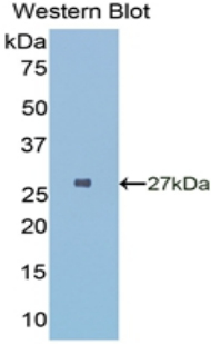 HLA-DRA Antibody - Western blot of recombinant HLA-DRA.  This image was taken for the unconjugated form of this product. Other forms have not been tested.