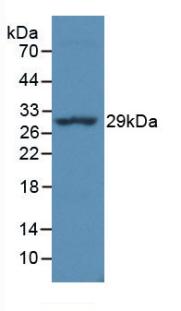 HLA-DRA Antibody - Western Blot; Sample: Recombinant MHCDRa, Simian.