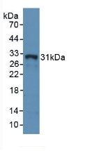 HLA-DRA Antibody