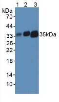HLA-DRA Antibody