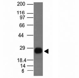 HLA-DRB1 Antibody - Western blot Analysis of Ramos cell Lysate using HLA-DRB1 antibody (HLA-DRB/1067).  This image was taken for the unmodified form of this product. Other forms have not been tested.