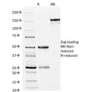 HLA-DRB1 Antibody - SDS-PAGE Analysis of Purified, BSA-Free HLA-DRB1 Antibody (clone L243). Confirmation of Integrity and Purity of the Antibody.
