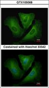 HLA-DRB3 Antibody - Immunofluorescence of methanol-fixed A549 using HLA-DRB3 antibody at 1:500 dilution.