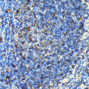HLA-DRB3 Antibody - Immunohistochemistry of paraffin-embedded rat spleen tissue.