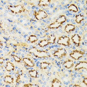 HLA-DRB3 Antibody - Immunohistochemistry of paraffin-embedded rat kidney tissue.
