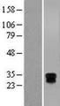 HLA-DRB3 Protein - Western validation with an anti-DDK antibody * L: Control HEK293 lysate R: Over-expression lysate