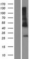 HLA-DRB3 Protein - Western validation with an anti-DDK antibody * L: Control HEK293 lysate R: Over-expression lysate