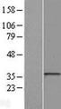 HLA-DRB3 Protein - Western validation with an anti-DDK antibody * L: Control HEK293 lysate R: Over-expression lysate