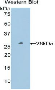 HLA-E Antibody - Western blot of recombinant HLA-E.  This image was taken for the unconjugated form of this product. Other forms have not been tested.