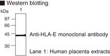 HLA-E Antibody