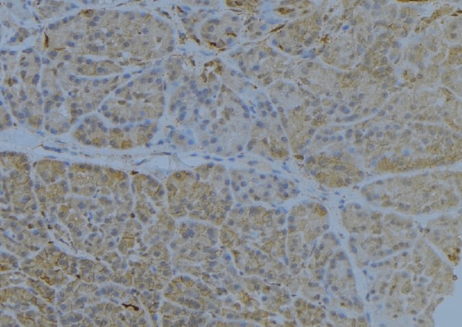HLA-E Antibody - 1:100 staining human pancreas tissue by IHC-P. The sample was formaldehyde fixed and a heat mediated antigen retrieval step in citrate buffer was performed. The sample was then blocked and incubated with the antibody for 1.5 hours at 22°C. An HRP conjugated goat anti-rabbit antibody was used as the secondary.