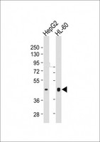 HLA-F Antibody - All lanes: Anti-HLA-F Antibody at 1:1000 dilution Lane 1: HL-60 whole cell lysate Lane 2: HepG2 whole cell lysate Lysates/proteins at 20 µg per lane. Secondary Goat Anti-mouse IgG, (H+L), Peroxidase conjugated at 1/10000 dilution. Predicted band size: 50 kDa Blocking/Dilution buffer: 5% NFDM/TBST.