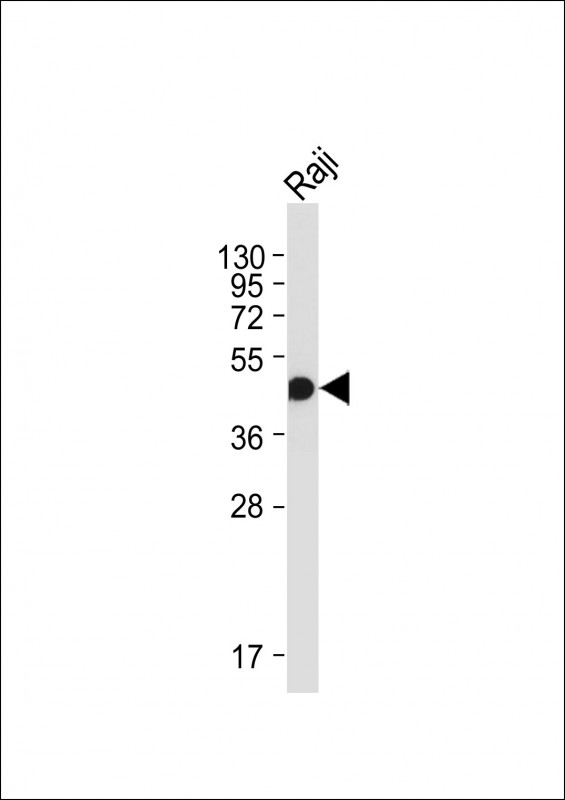 HLA-F Antibody - Anti-HLA-F Antibody at 1:2000 dilution + Raji whole cell lysate Lysates/proteins at 20 µg per lane. Secondary Goat Anti-mouse IgG, (H+L), Peroxidase conjugated at 1/10000 dilution. Predicted band size: 50 kDa Blocking/Dilution buffer: 5% NFDM/TBST.