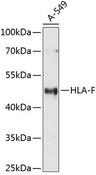 HLA-F Antibody - Western blot analysis of extracts of A-549 cells using HLA-F Polyclonal Antibody at dilution of 1:1000.