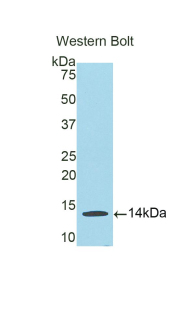 HLA-G Antibody - Western blot of recombinant HLA-G.  This image was taken for the unconjugated form of this product. Other forms have not been tested.
