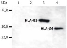 HLA-G Antibody - Western Blotting analysis of whole cell lysate of HLA-G stable transfectants (various splice variants) using anti-human HLA-G (5A6G7).  Lane 1: M8 cell line transfected with empty vector  Lane 2: M8 cell line transfected with HLA-G1  Lane 3: M8 cell line transfected with HLA-G5  Lane 4: M8 cell line transfected with HLA-G6
