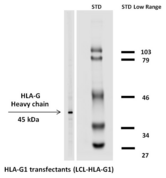 HLA-G Antibody - Western blotting analysis (reducing conditions) of HLA-G1 in HLA-G1 transfectants using the antibody MEM-G/1 biotin.