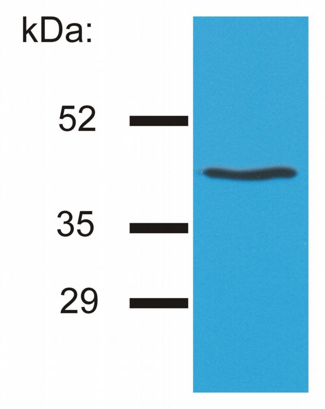 HLA-G Antibody - Western blotting analysis of HLA-G by the antibody MEM-G/4 on HLA-G1 transfectants (LCL-HLA-G1).