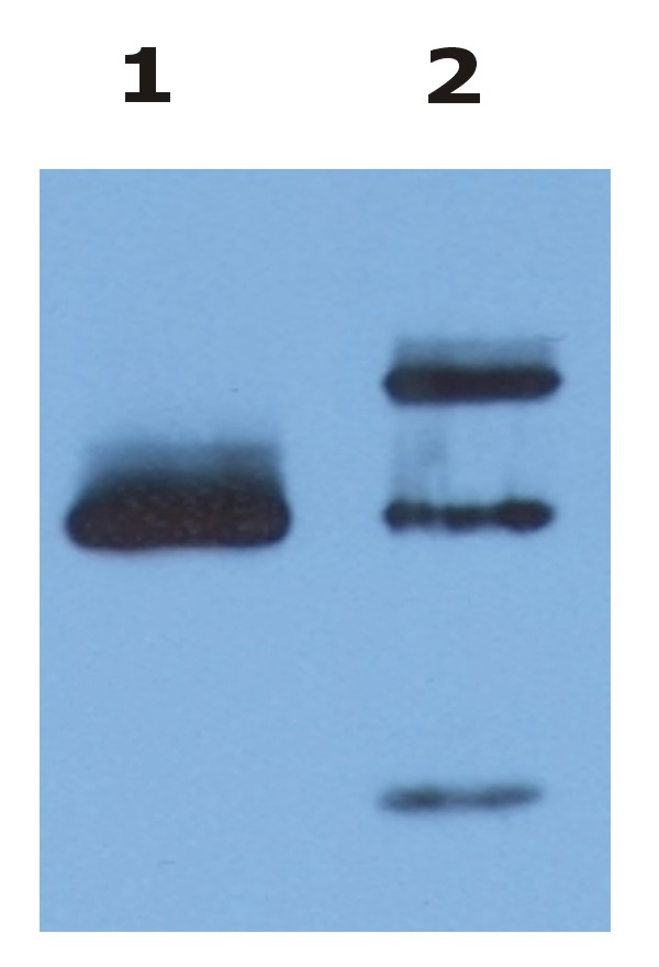 HLA-G Antibody - Immunoprecipitation of HLA-G from HLA-G1 transfectants (LCL-HLA-G1) by anti-human HLA-G (MEM-G/9) and protein G. HLA-G was detected by anti-human HLA-G (4H84) and goat anti-mouse HRP in cell lysate (Lane 1) and in the immunoprecipitate (Lane 2).
