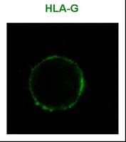 HLA-G Antibody - HLA-G Antibody in Immunoprecipitation (IP)