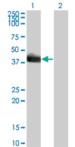 HLF Antibody - Western Blot analysis of HLF expression in transfected 293T cell line by HLF monoclonal antibody (M01), clone 1F12-1C4.Lane 1: HLF transfected lysate(33.2 KDa).Lane 2: Non-transfected lysate.