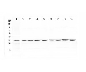 HLF Antibody - Western blot analysis of HLF using anti-HLF antibody