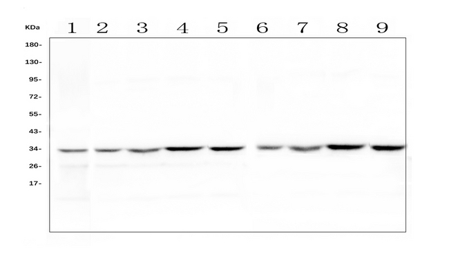 HLF Antibody - Western blot analysis of HLF using anti-HLF antibody. Electrophoresis was performed on a 5-20% SDS-PAGE gel at 70V (Stacking gel) / 90V (Resolving gel) for 2-3 hours. The sample well of each lane was loaded with 50ug of sample under reducing conditions. Lane 1: human placenta tissue lysates,Lane 2: rat brain tissue lysates,Lane 3: rat liver tissue lysates,Lane 4: rat kidney tissue lysates,Lane 5: rat lung whole cell lysates,Lane 6: mouse brain tissue lysates,Lane 7: mouse liver tissue lysates,Lane 8: mouse kidney tissue lysates,Lane 9: mouse lung tissue lysates. After Electrophoresis, proteins were transferred to a Nitrocellulose membrane at 150mA for 50-90 minutes. Blocked the membrane with 5% Non-fat Milk/ TBS for 1.5 hour at RT. The membrane was incubated with rabbit anti-HLF antigen affinity purified polyclonal antibody at 0.5 µg/mL overnight at 4°C, then washed with TBS-0.1% Tween 3 times with 5 minutes each and probed with a goat anti-rabbit IgG-HRP secondary antibody at a dilution of 1:10000 for 1.5 hour at RT. The signal is developed using an Enhanced Chemiluminescent detection (ECL) kit with Tanon 5200 system. A specific band was detected for HLF at approximately 33KD. The expected band size for HLF is at 33KD.