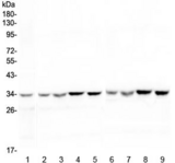 HLF Antibody - Western blot testing of 1) human placenta, 2) rat brain, 3) rat liver, 4) rat kidney, 5) rat lung, 6) mouse brain, 7) mouse liver, 8) mouse kidney and 9) mouse lung lysate wtih HLF antibody at 0.5ug/ml. Predicted molecular weight ~33 kDa.