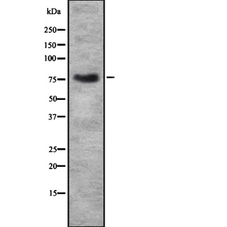 HLF Antibody - Western blot analysis of HLF using HeLa whole lysates.