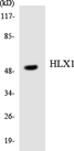 HLX1 / HLX Antibody - Western blot analysis of the lysates from HeLa cells using HLX1 antibody.