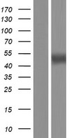 HM13 / IMP-1 / SPP Protein - Western validation with an anti-DDK antibody * L: Control HEK293 lysate R: Over-expression lysate