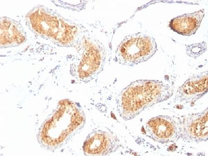 HMB45 Antibody - IHC staining of testis with gp100 antibody (HMB45).