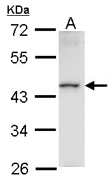 HMBOX1 Antibody - Sample (30 ug of whole cell lysate). A: Raji. 10% SDS PAGE. HMBOX1 antibody diluted at 1:1000.