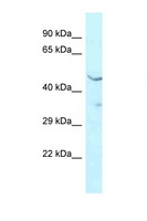 HMBOX1 Antibody - HMBOX1 antibody Western blot of Mouse Kidney lysate. Antibody concentration 1 ug/ml.  This image was taken for the unconjugated form of this product. Other forms have not been tested.