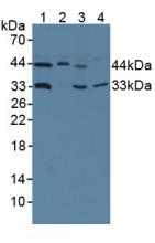 HMBS / PBGD Antibody - Western Blot; Sample: Lane1: Human Hela Cells; Lane2: Human 293T Cells; Lane3: Human HepG2 Cells; Lane4: Porcine Heart Tissue.