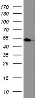 HMBS / PBGD Antibody - Western blot analysis of HT29 cell lysate. (35ug) by using anti-HMBS monoclonal antibody.
