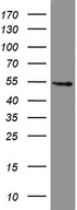 HMBS / PBGD Antibody - Western blot analysis of K562 cell lysate. (35ug) by using anti-HMBS monoclonal antibody.