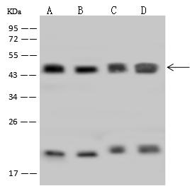 HMBS / PBGD Antibody - Anti-HMBS rabbit polyclonal antibody at 1:500 dilution. Lane A: HepG2 Whole Cell Lysate. Lane B: HeLa Whole Cell Lysate. Lane C: U937 Whole Cell Lysate. Lane D: K562 Whole Cell Lysate. Lysates/proteins at 30 ug per lane. Secondary: Goat Anti-Rabbit IgG (H+L)/HRP at 1/10000 dilution. Developed using the ECL technique. Performed under reducing conditions. Predicted band size: 39 kDa. Observed band size: 45 kDa.