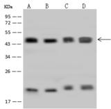 HMBS / PBGD Antibody - Anti-HMBS rabbit polyclonal antibody at 1:500 dilution. Lane A: HepG2 Whole Cell Lysate. Lane B: HeLa Whole Cell Lysate. Lane C: U937 Whole Cell Lysate. Lane D: K562 Whole Cell Lysate. Lysates/proteins at 30 ug per lane. Secondary: Goat Anti-Rabbit IgG (H+L)/HRP at 1/10000 dilution. Developed using the ECL technique. Performed under reducing conditions. Predicted band size: 39 kDa. Observed band size: 45 kDa.