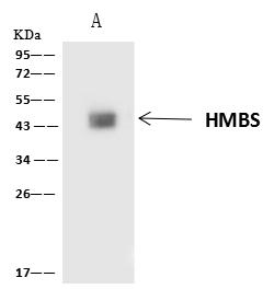 HMBS / PBGD Antibody - HMBS was immunoprecipitated using: Lane A: 0.5 mg K562 Whole Cell Lysate. 4 uL anti-HMBS rabbit polyclonal antibody and 60 ug of Immunomagnetic beads Protein A/G. Primary antibody: Anti-HMBS rabbit polyclonal antibody, at 1:100 dilution. Secondary antibody: Clean-Blot IP Detection Reagent (HRP) at 1:1000 dilution. Developed using the ECL technique. Performed under reducing conditions. Predicted band size: 39 kDa. Observed band size: 45 kDa.