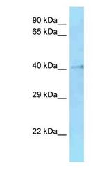 HMCES / C3orf37 Antibody - Hmces antibody Western Blot of Mouse Small Intestine. Antibody dilution: 1 ug/ml.  This image was taken for the unconjugated form of this product. Other forms have not been tested.