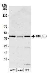 HMCES / C3orf37 Antibody - Detection of human HMCES by western blot. Samples: Whole cell lysate (50 µg) from MCF-7, Jurkat, and HEK293T cells prepared using NETN lysis buffer. Antibody: Affinity purified Rabbit anti-HMCES antibody used for WB at 1:1000. Secondary: HRP-conjugated goat anti-rabbit IgG (A120-101P). Chemiluminescence with an exposure time of 3 minutes.