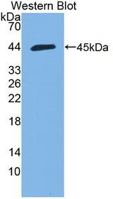 HMCN1 Antibody - Western blot of HMCN1 antibody.