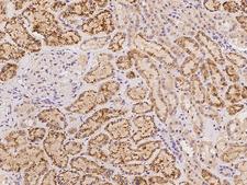 HMCN1 Antibody - Immunochemical staining of human HMCN1 in human kidney with rabbit polyclonal antibody at 1:100 dilution, formalin-fixed paraffin embedded sections.