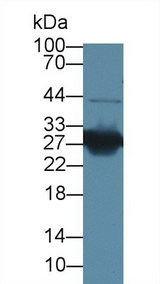 HMG1 / HMGB1 Antibody - Western Blot; Sample: Mouse Kidney lysate; ;Primary Ab: 1µg/ml Rabbit Anti-Mouse HMG1 Antibody;Second Ab: 0.2µg/mL HRP-Linked Caprine Anti-Rabbit IgG Polyclonal Antibody;(Catalog: SAA544Rb19