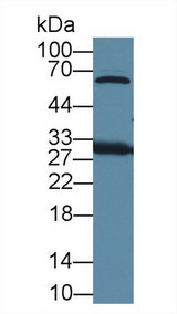 HMG1 / HMGB1 Antibody - Western Blot; Sample: Mouse Cerebrum lysate; ;Primary Ab: 1µg/ml Rabbit Anti-Mouse HMG1 Antibody;Second Ab: 0.2µg/mL HRP-Linked Caprine Anti-Rabbit IgG Polyclonal Antibody;(Catalog: SAA544Rb19