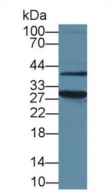 HMG1 / HMGB1 Antibody - Western Blot; Sample:  Human HepG2 cell lysate; ;Primary Ab: 1µg/ml Rabbit Anti-Mouse HMG1 Antibody;Second Ab: 0.2µg/mL HRP-Linked Caprine Anti-Rabbit IgG Polyclonal Antibody;(Catalog: SAA544Rb19